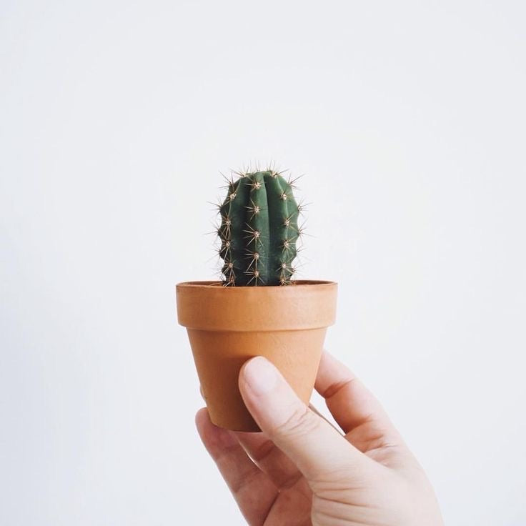 1 Mini plantita