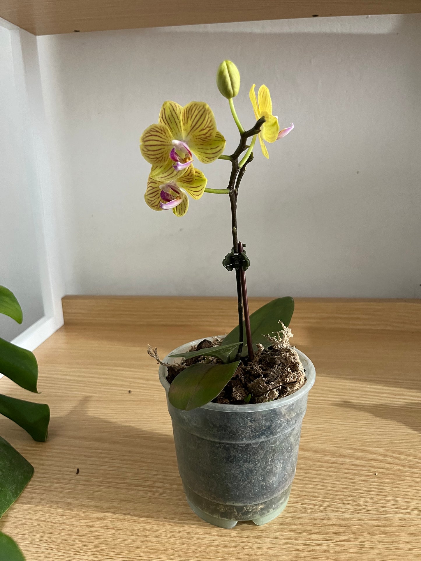 Mini orquideas sin maceta