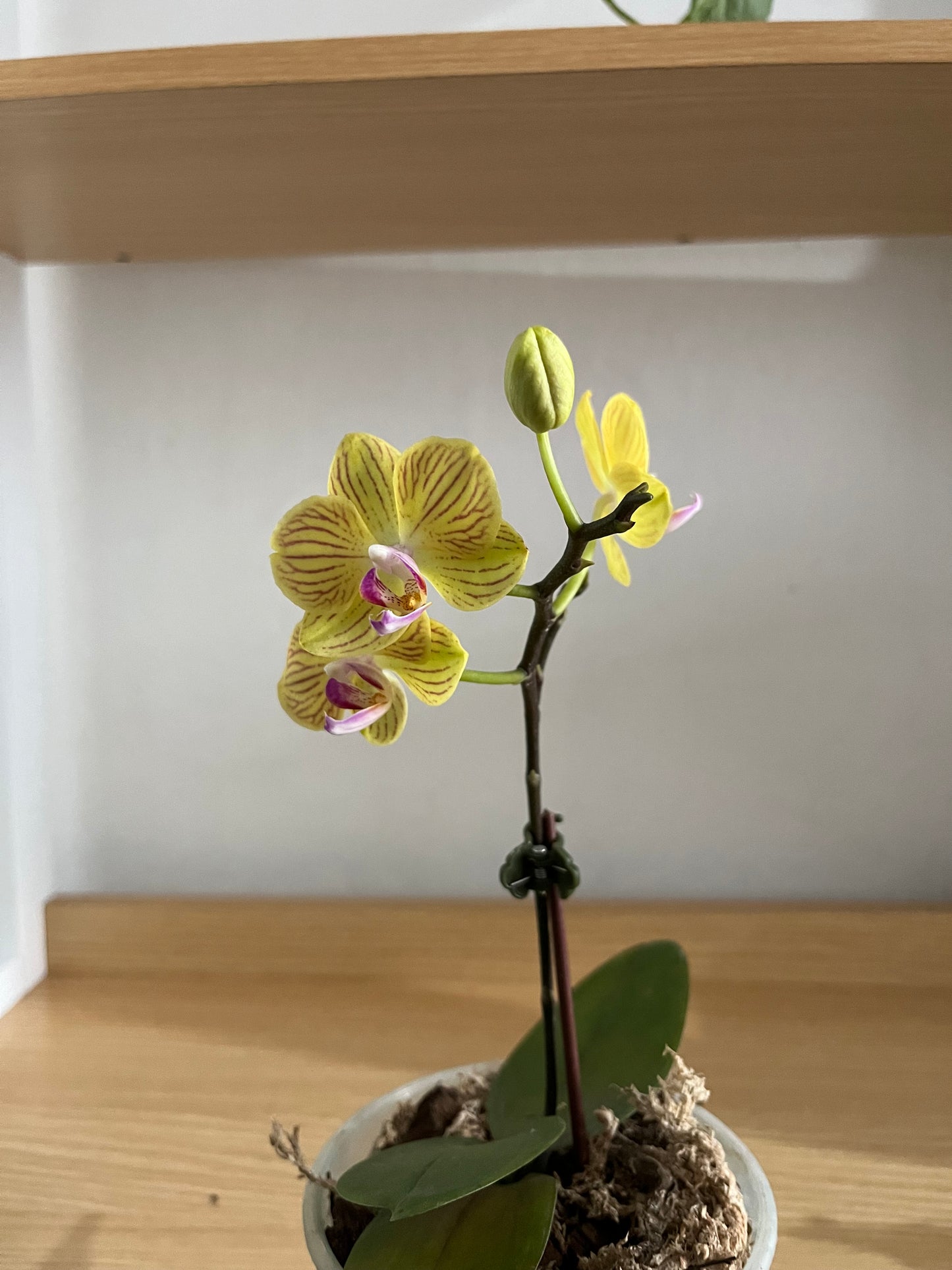Mini orquideas sin maceta