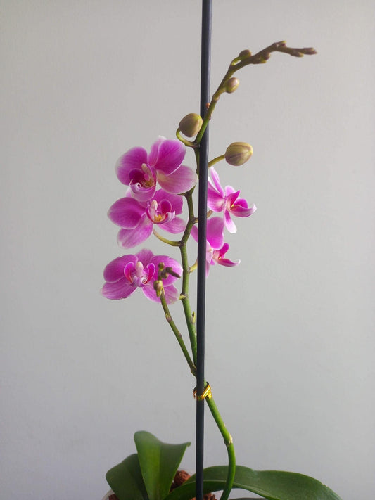 Mini orquidea en maceta plástica
